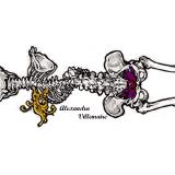 Alexandra Villemaire Ostéopathe