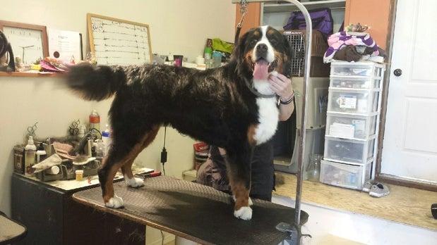 Pretty Paws Pet Grooming