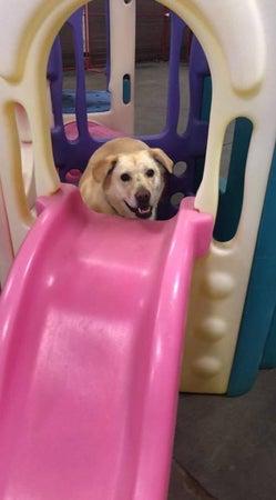 Head over Tails Daycare