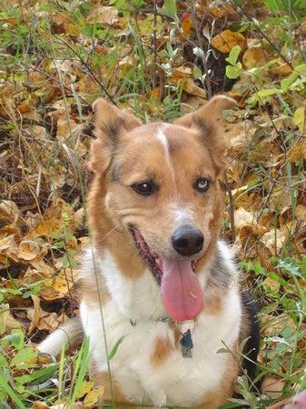 Happy Tails Dog Training