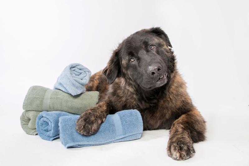 Centre Canin Ferreira