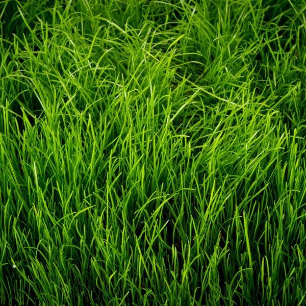 Kollegiate Lawn Care