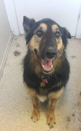 Creative Paws Grooming Salon