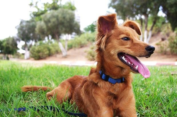 Academy for Dogs International