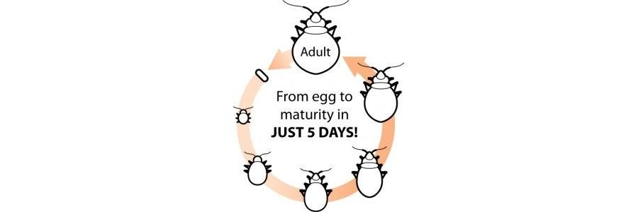 Heat-N-GO Pest Control