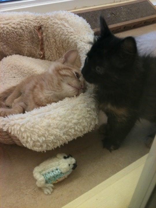 Burlington Humane Society