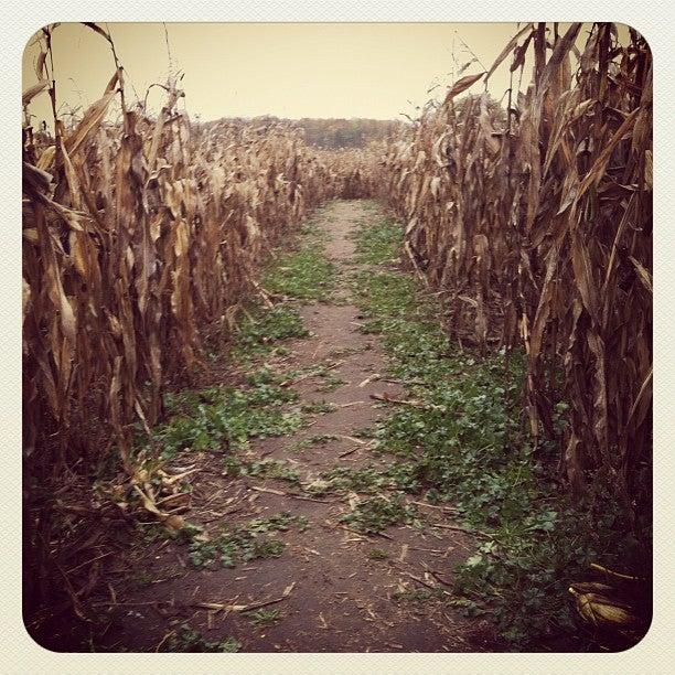 Cooper's Csa Farm & Maze