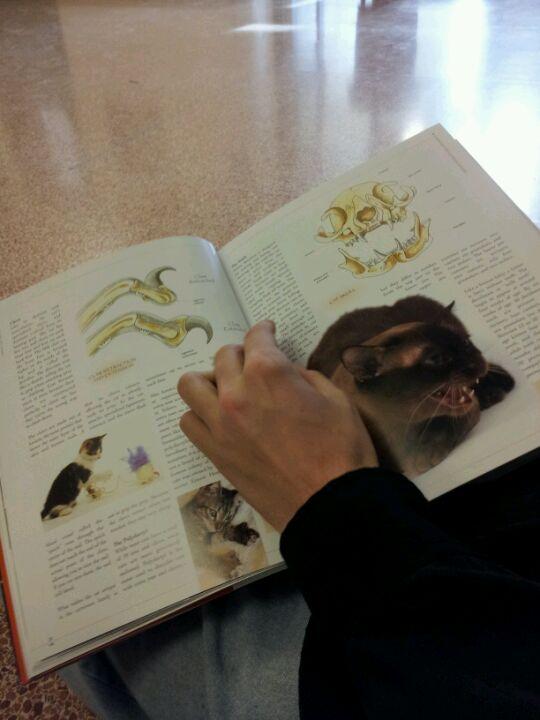 Central Elgin Collegiate Institute