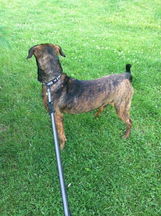 Arthur Dyson Parkette