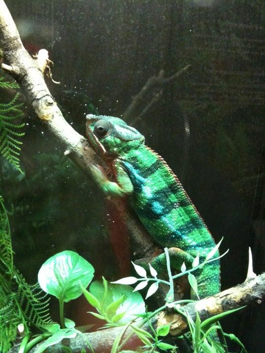 Mttle Ray's Reptile Zoo