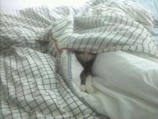 Equinox 1 - Condominium