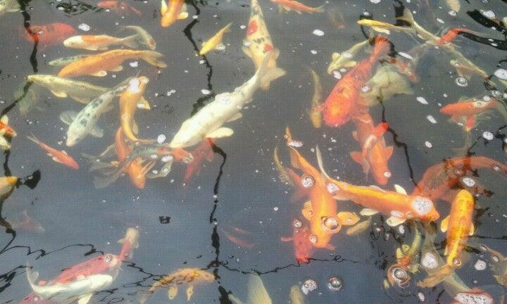 John C Young Design Ltd