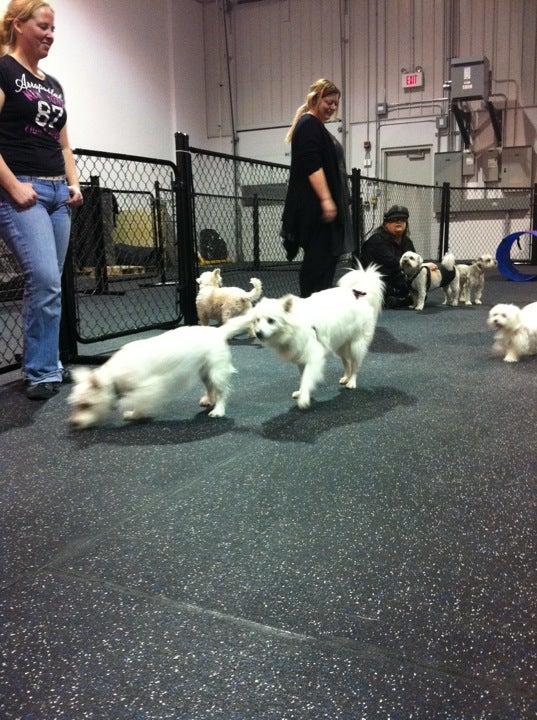 Sprockett's Doggy Day Camp Inc