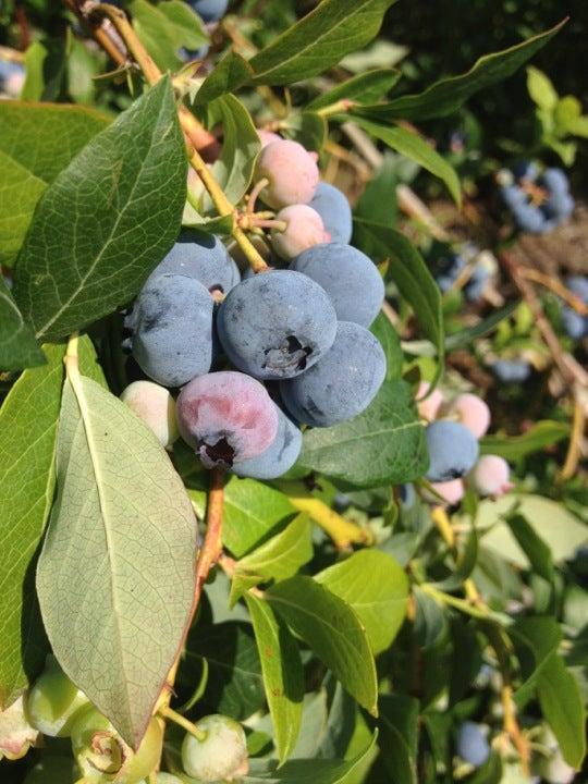 Blueberry Acres U-Pick