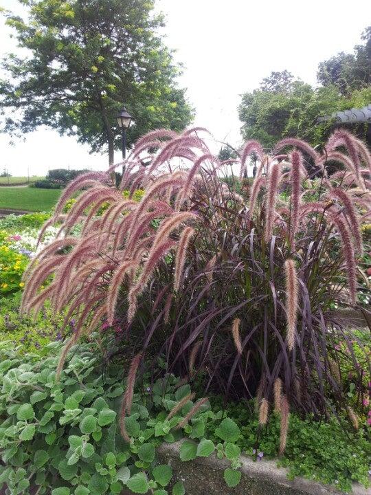 Scarborough Gardens Arena