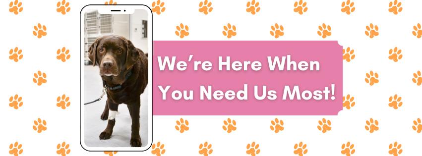 Pet Emergency Trauma Services