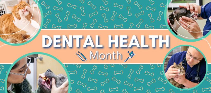 Freeland Animal Hospital