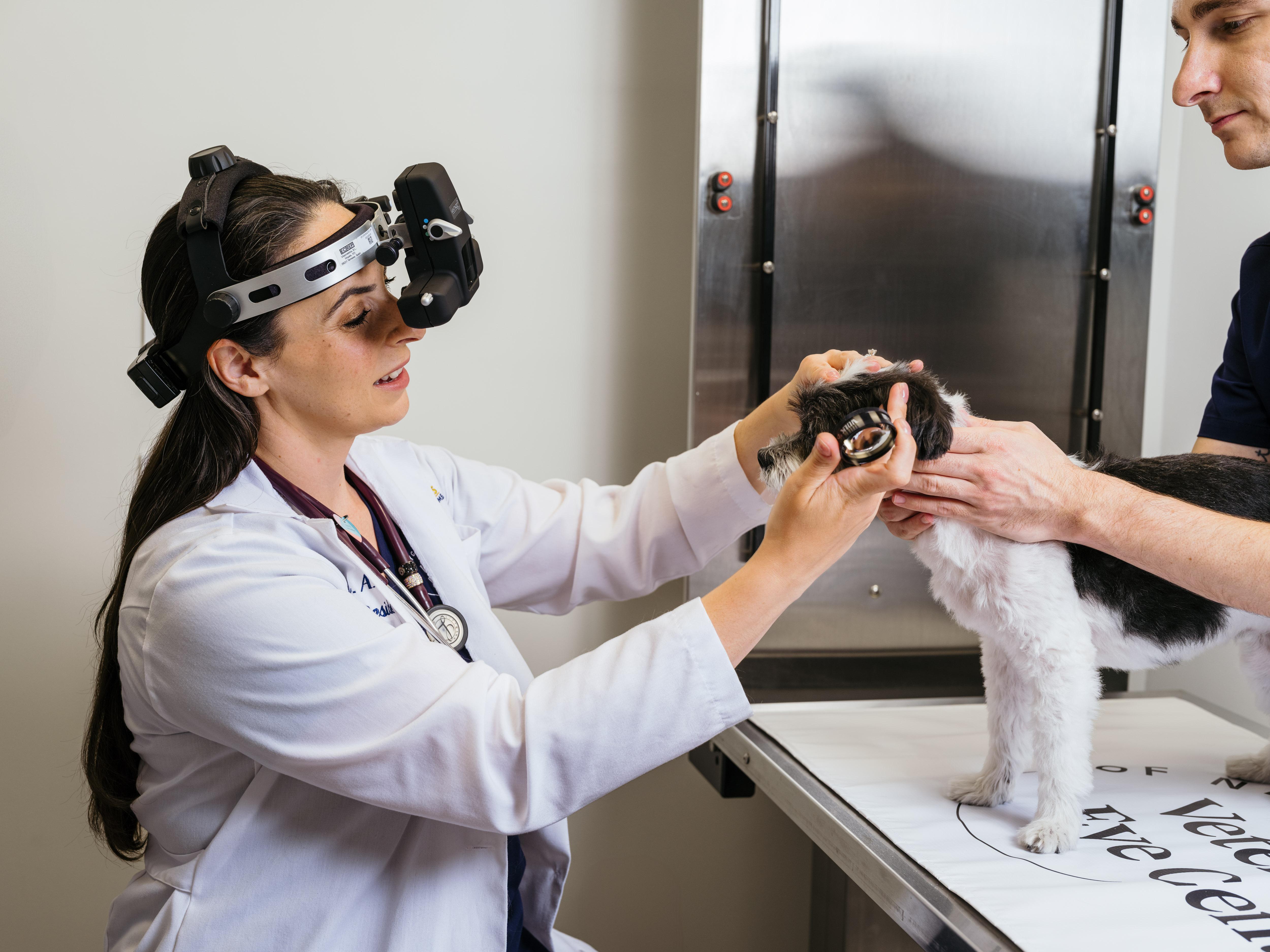 Veterinary Eye Center - Connecticut