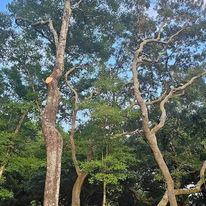 S and S Complete Tree Service LLC