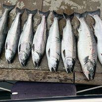 Cut Plug Charters