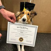 Dog Gone Problems LA