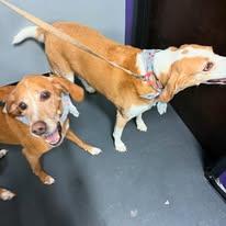 Fetch & Sketch Dog Training