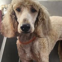 Nose To Paws Mobile Pet Grooming