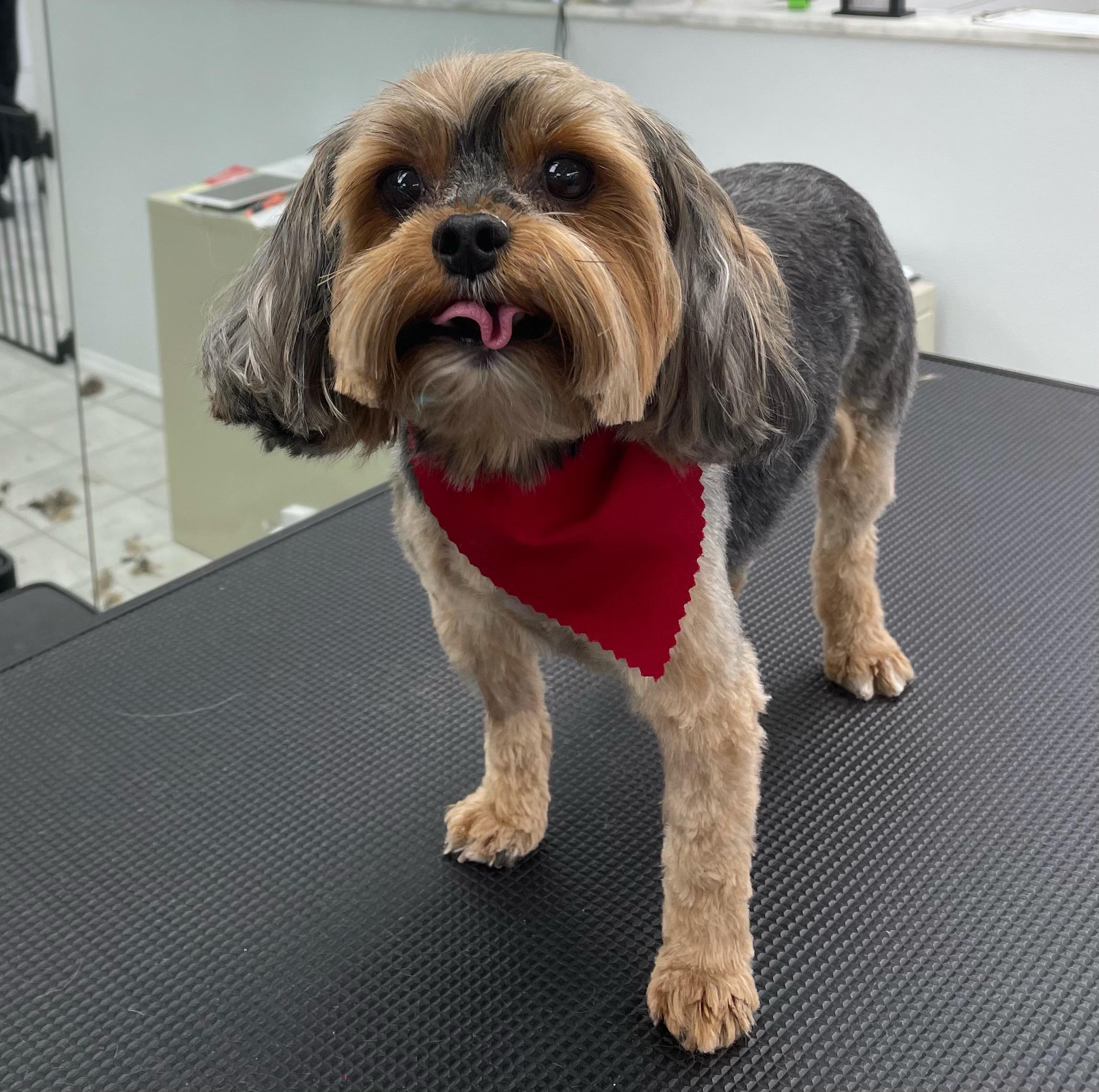 Groomingtails of Boca Raton