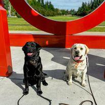 Scentsible K9 Dog Training