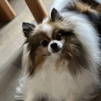 It's A Dog's Life Salon