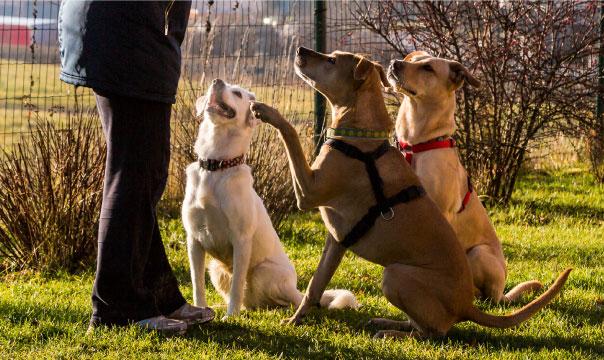 Pooch Pawsitive Dog Training