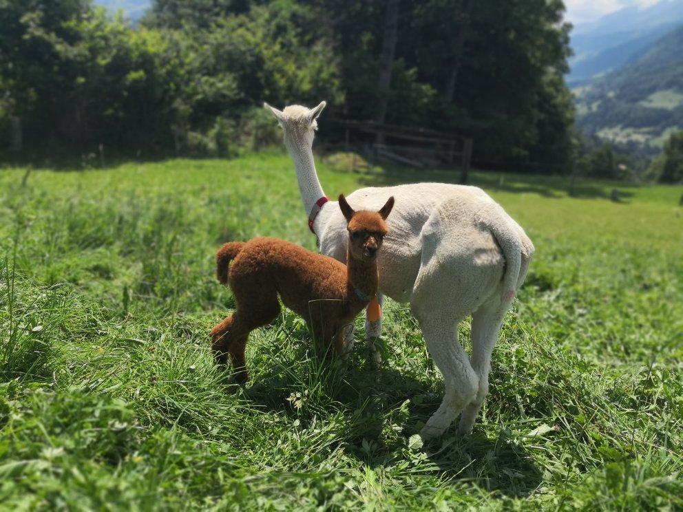 Alpacas of Switzerland