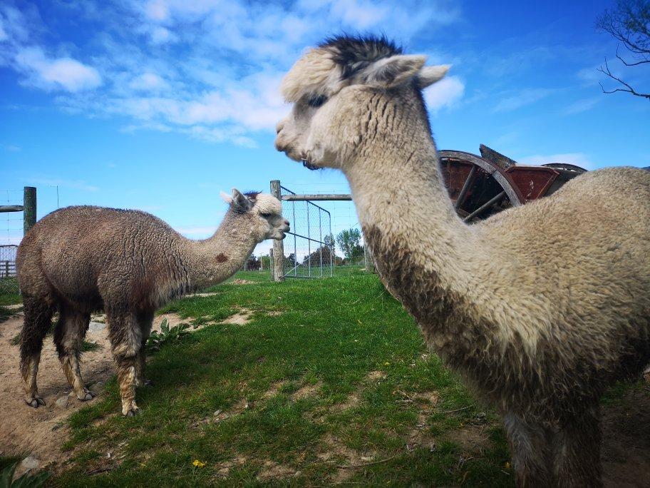 Alpine Alpacas Fairlie