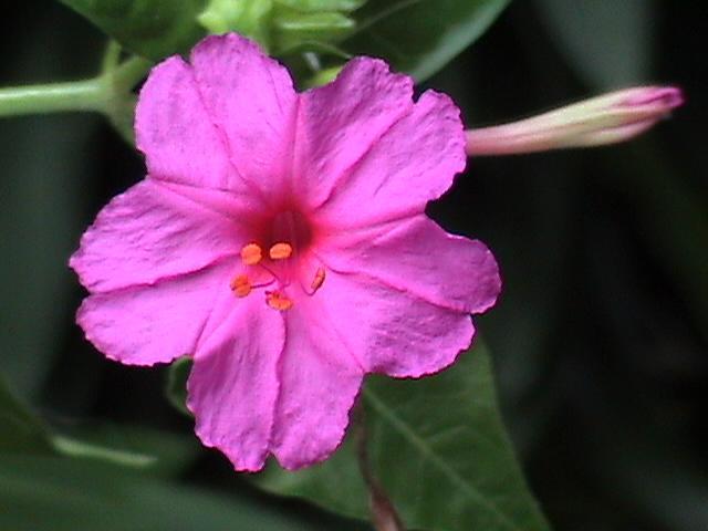 B & B La Piccola Fattoria