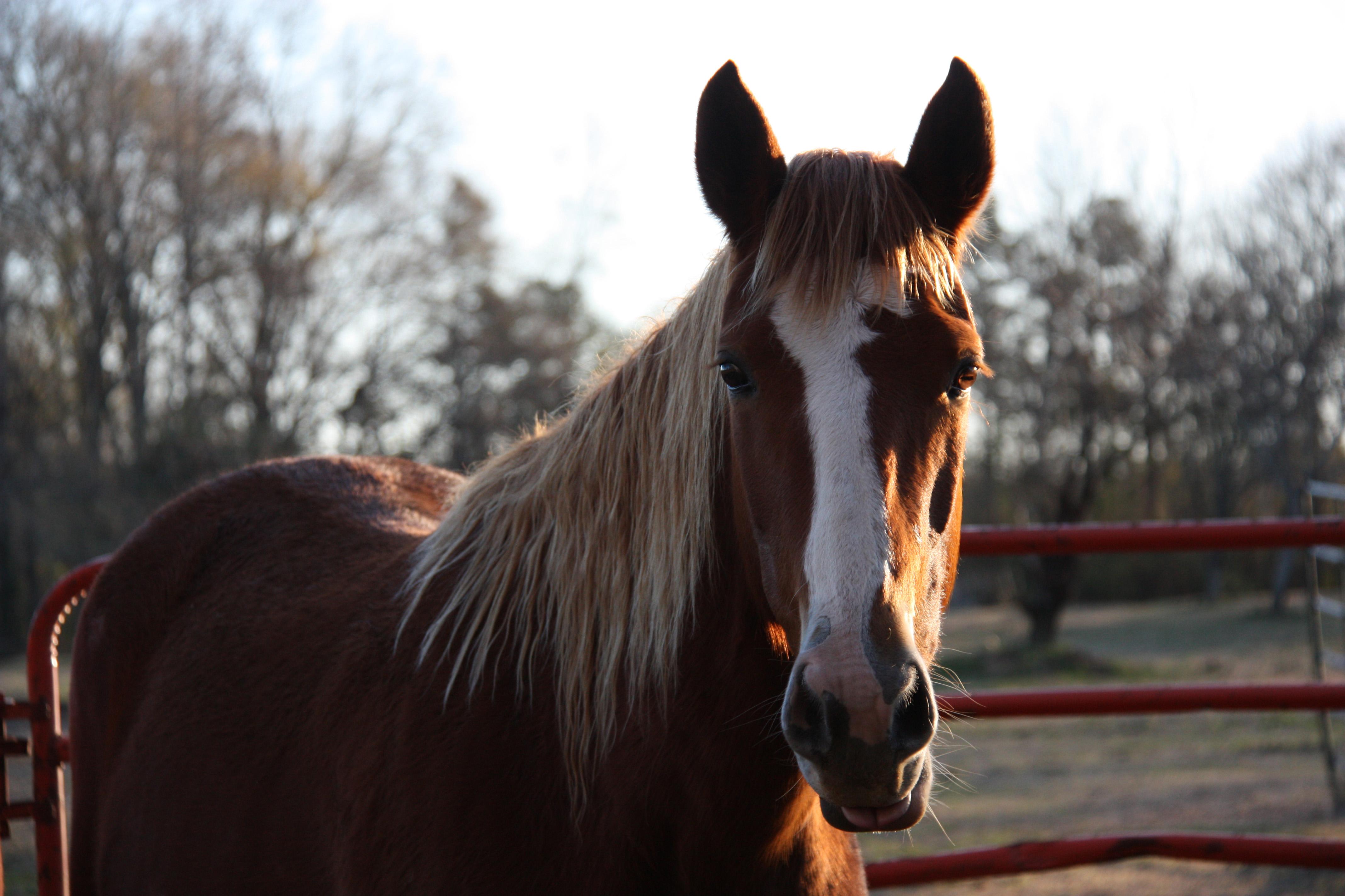 Collins Natural Horsemanship