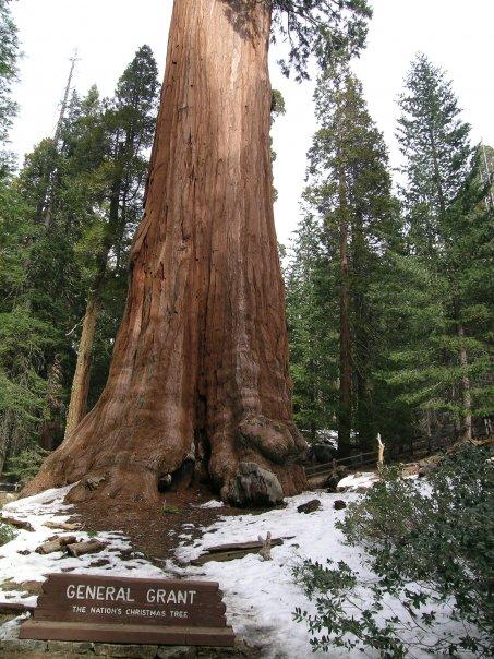 Sequoia Sightseeing Tours