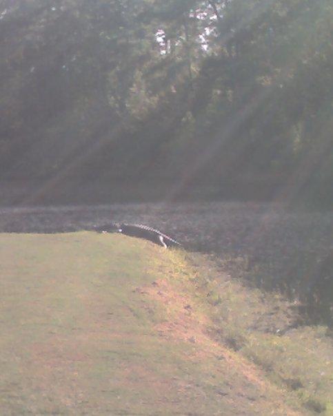 Wild Wing Plantation