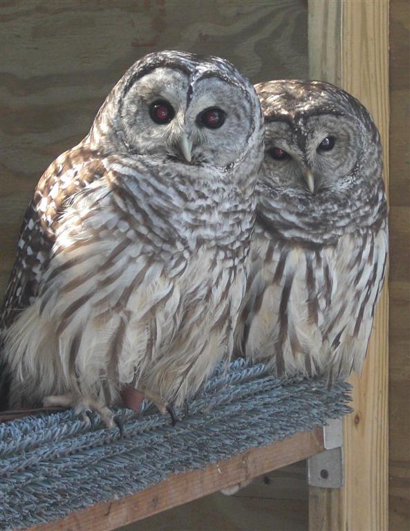 Leslie Science & Nature Center