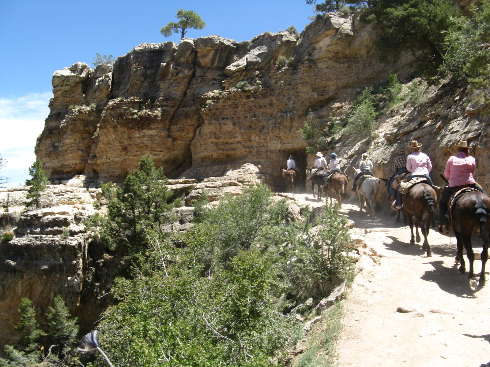 Grand Canyon Mule Tours by Xanterra