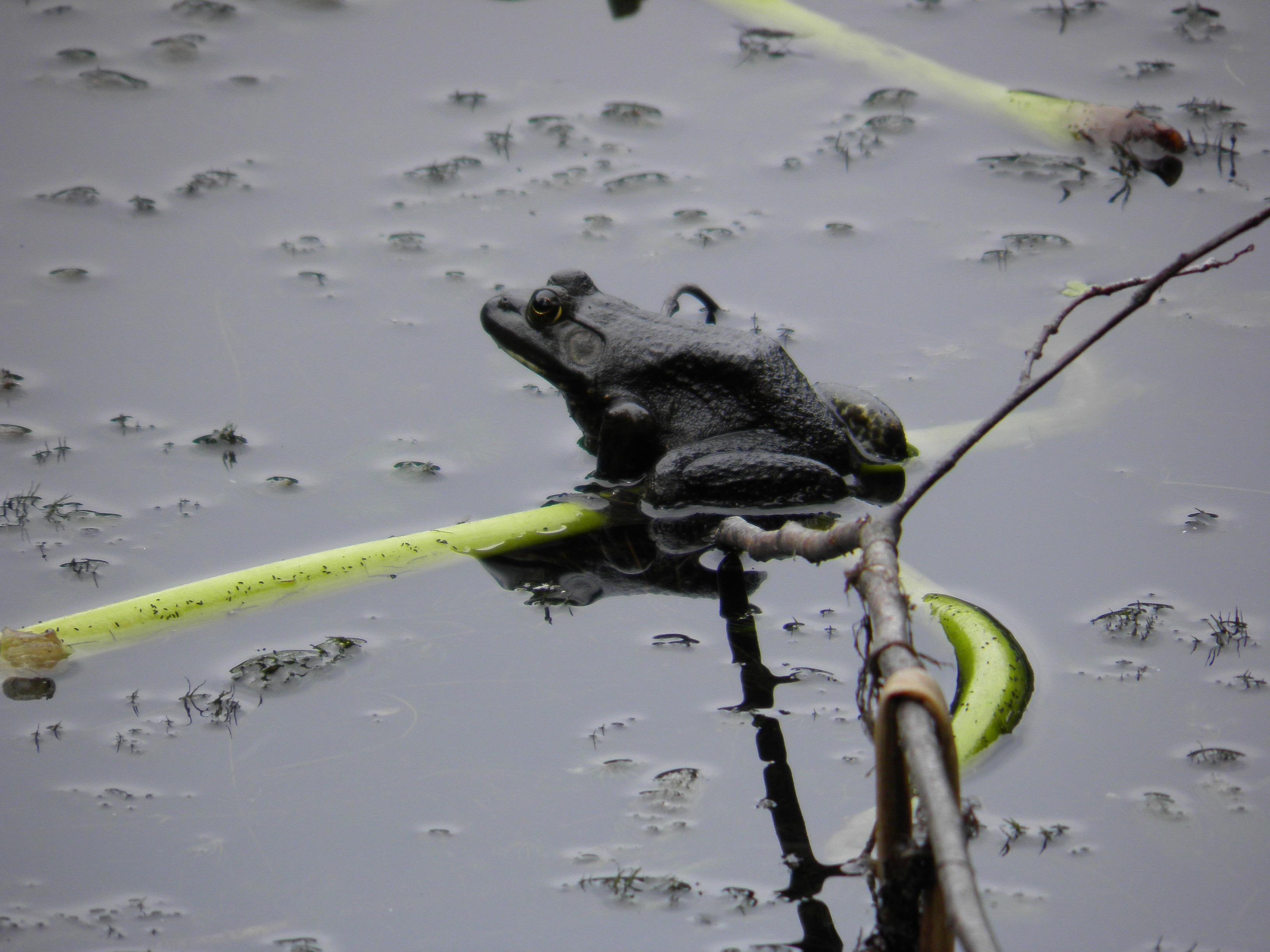 Tenafly Nature Center
