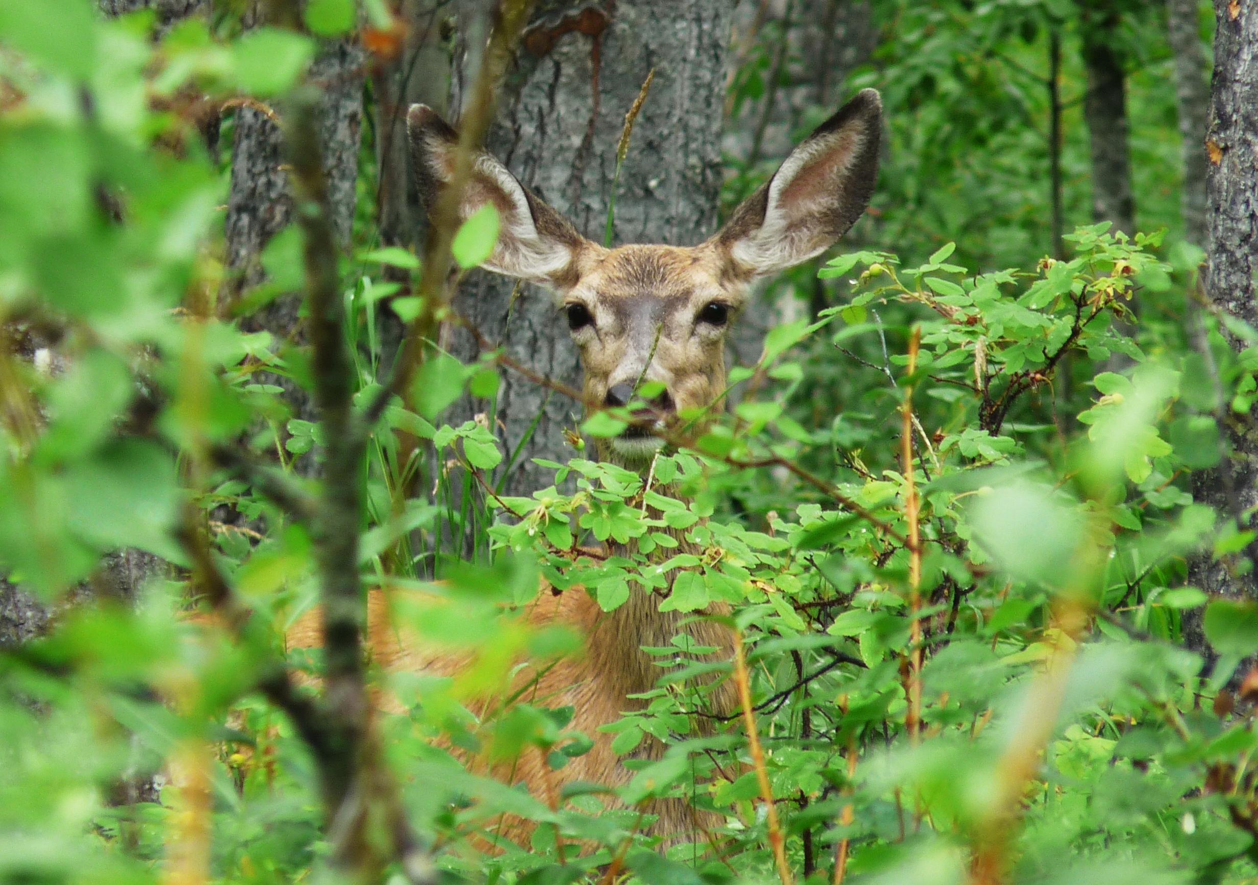 Charlie Lake Provincial Park