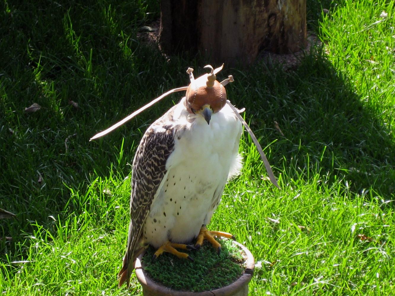 Falkenhof Grosser Feldberg