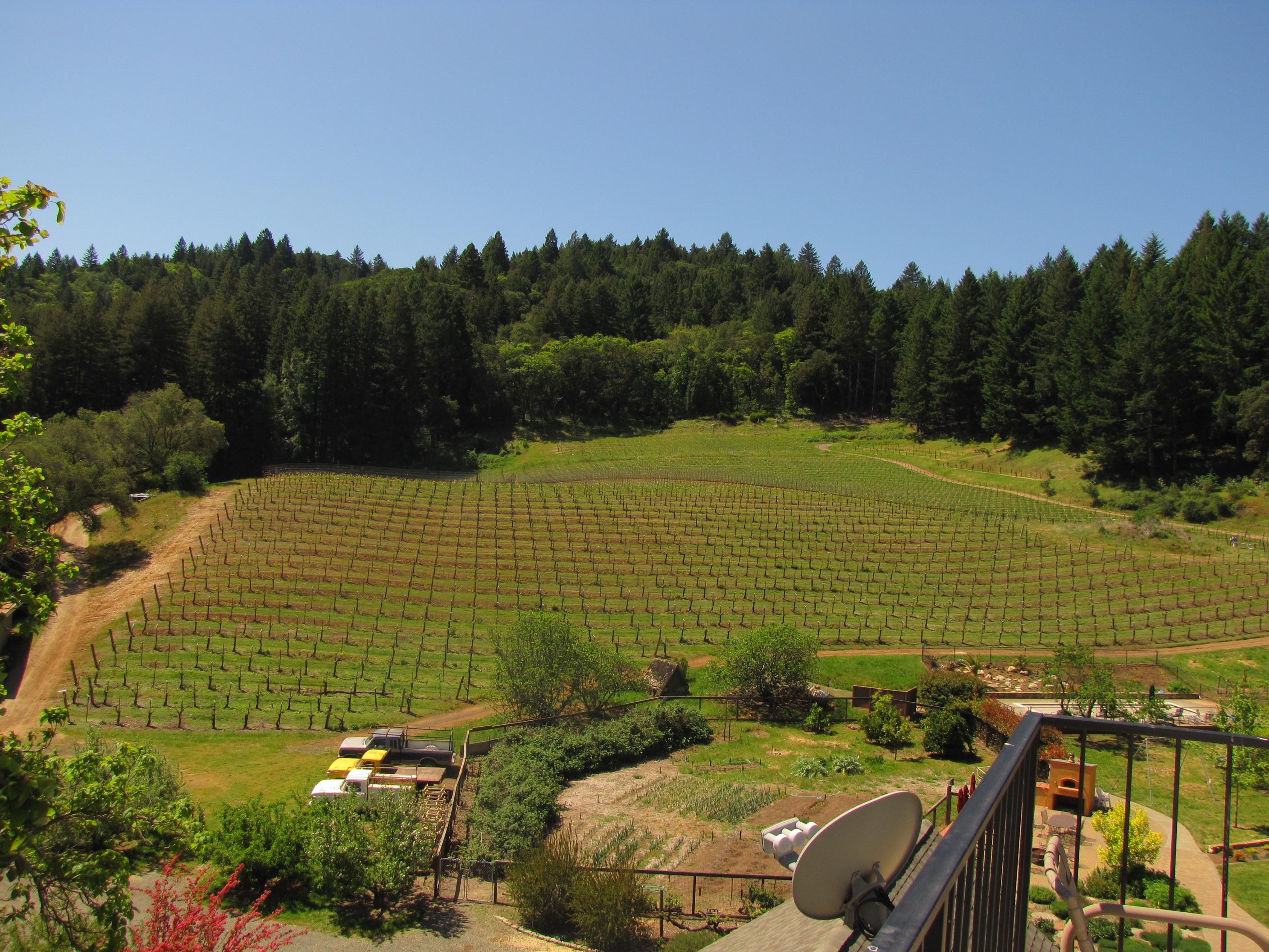 Yates Family Vineyard