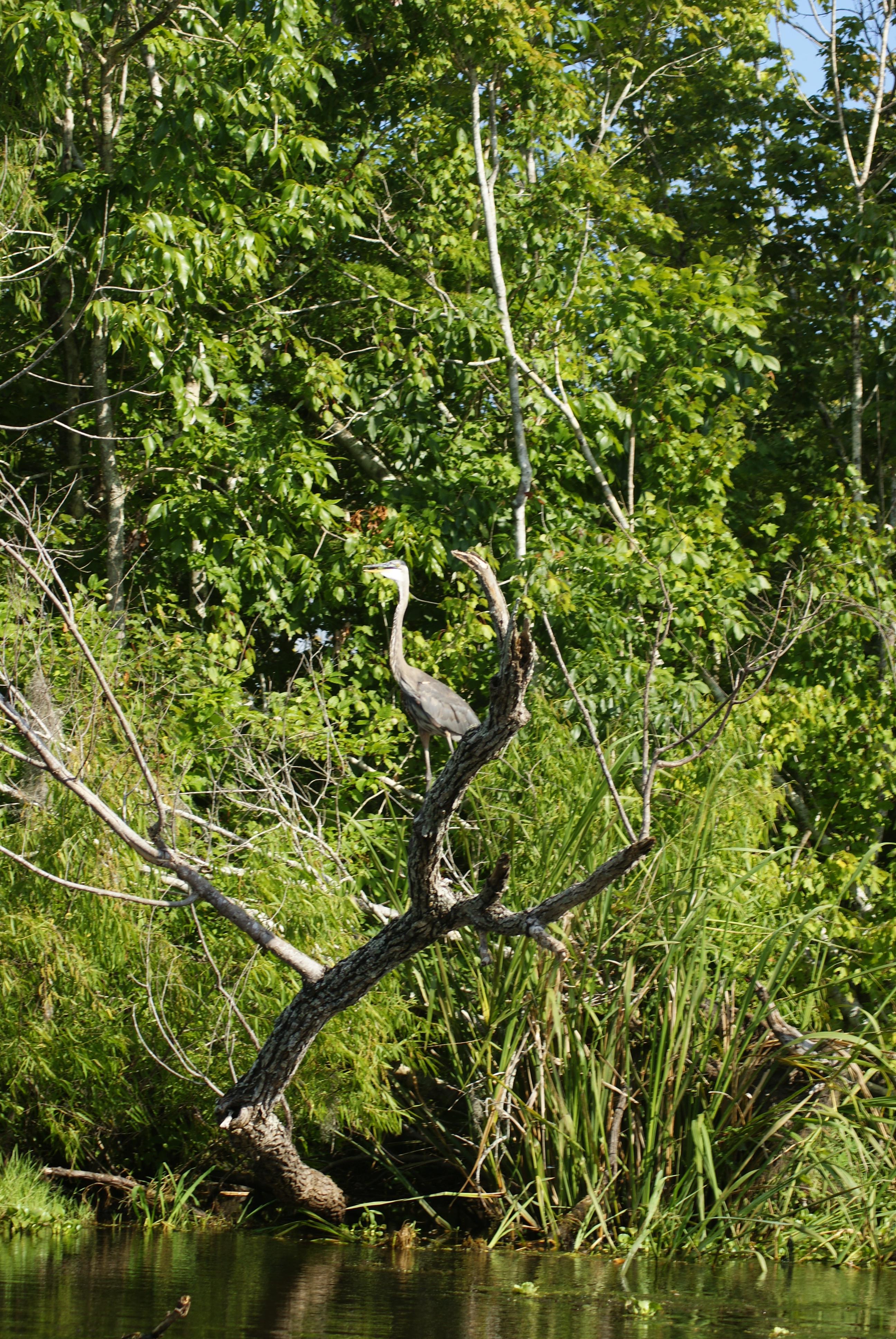 Annie Miller's Son's Swamp and Marsh Tours