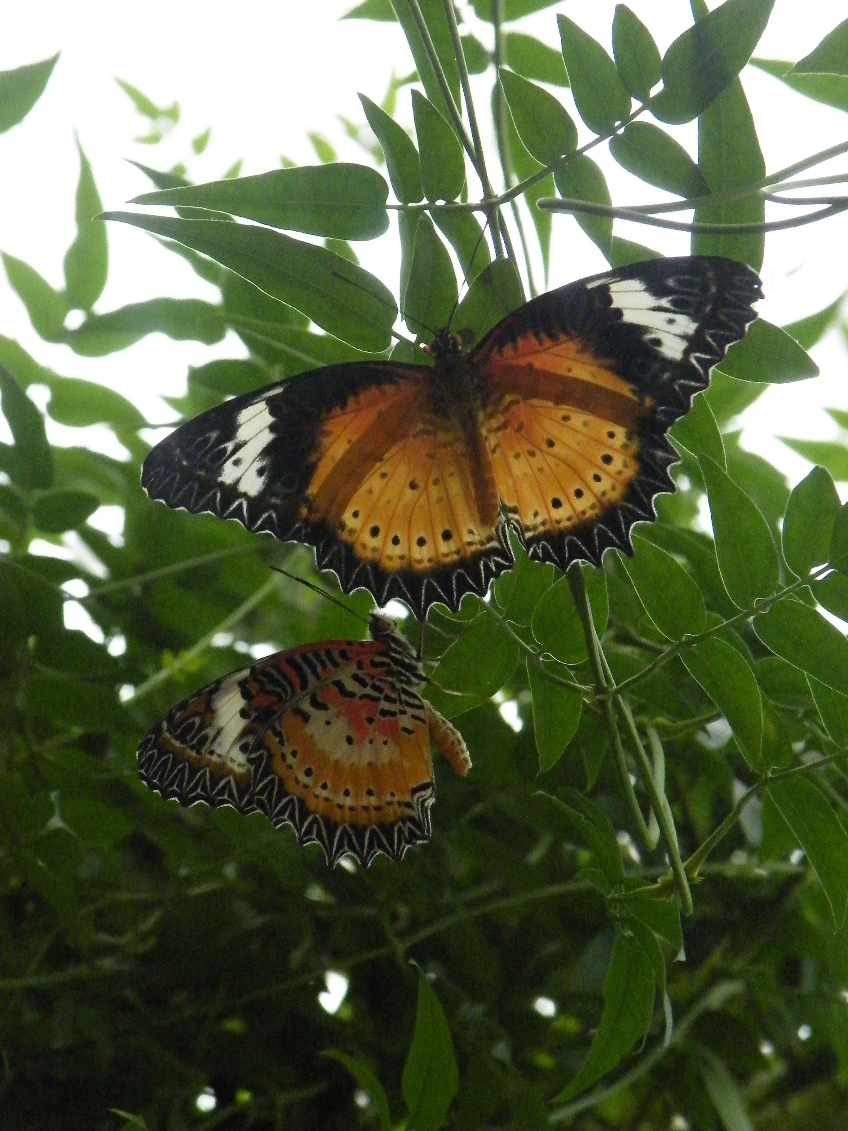 Pili Palas Nature World