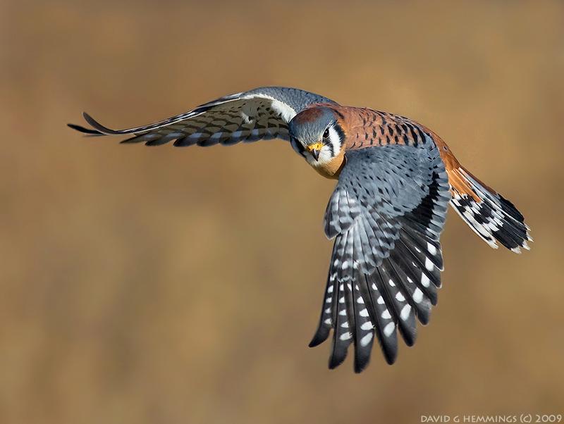 Nature's Photo Adventures