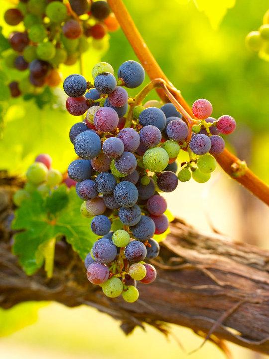 Blue Ridge Wine Excursions