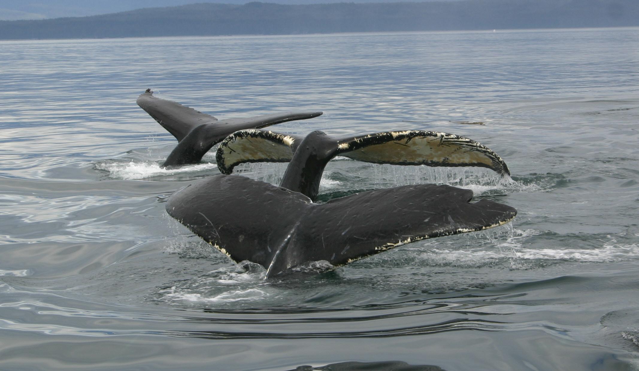 Cross Sound Express Whale Watching