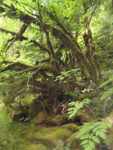 Hamma Hamma Campground