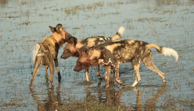 Journey Into Africa Tours and Safaris - Day Tours